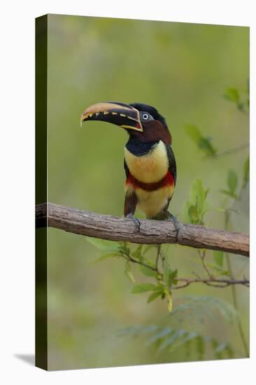 Brazil, The Pantanal, Portrait of a chestnut-eared aracari sitting on a vine.-Ellen Goff-Stretched Canvas