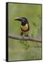 Brazil, The Pantanal, Portrait of a chestnut-eared aracari sitting on a vine.-Ellen Goff-Framed Stretched Canvas