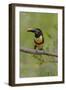 Brazil, The Pantanal, Portrait of a chestnut-eared aracari sitting on a vine.-Ellen Goff-Framed Photographic Print