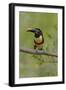 Brazil, The Pantanal, Portrait of a chestnut-eared aracari sitting on a vine.-Ellen Goff-Framed Photographic Print