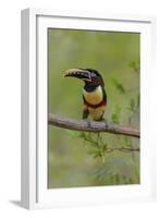 Brazil, The Pantanal, Portrait of a chestnut-eared aracari sitting on a vine.-Ellen Goff-Framed Photographic Print