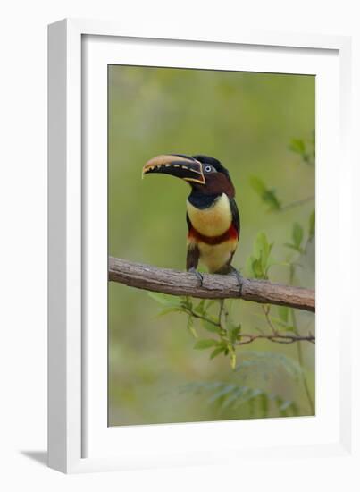 Brazil, The Pantanal, Portrait of a chestnut-eared aracari sitting on a vine.-Ellen Goff-Framed Photographic Print