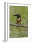 Brazil, The Pantanal, Portrait of a chestnut-eared aracari sitting on a vine.-Ellen Goff-Framed Photographic Print