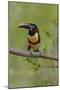 Brazil, The Pantanal, Portrait of a chestnut-eared aracari sitting on a vine.-Ellen Goff-Mounted Photographic Print