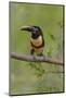 Brazil, The Pantanal, Portrait of a chestnut-eared aracari sitting on a vine.-Ellen Goff-Mounted Photographic Print