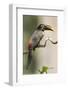 Brazil, The Pantanal, Portrait of a chestnut-eared aracari sitting on a vine.-Ellen Goff-Framed Photographic Print