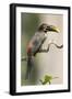 Brazil, The Pantanal, Portrait of a chestnut-eared aracari sitting on a vine.-Ellen Goff-Framed Photographic Print