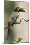 Brazil, The Pantanal, Portrait of a chestnut-eared aracari sitting on a vine.-Ellen Goff-Mounted Photographic Print