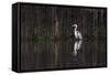 Brazil, The Pantanal. Portrait of a cocoi heron standing in the water among the vines.-Ellen Goff-Framed Stretched Canvas
