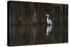 Brazil, The Pantanal. Portrait of a cocoi heron standing in the water among the vines.-Ellen Goff-Stretched Canvas