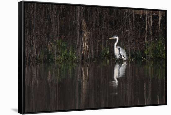 Brazil, The Pantanal. Portrait of a cocoi heron standing in the water among the vines.-Ellen Goff-Framed Stretched Canvas