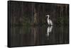 Brazil, The Pantanal. Portrait of a cocoi heron standing in the water among the vines.-Ellen Goff-Framed Stretched Canvas