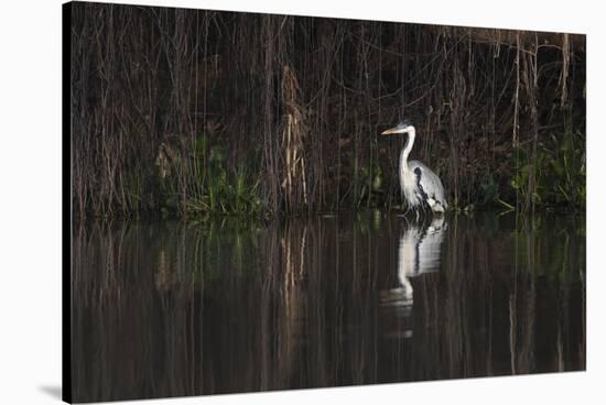 Brazil, The Pantanal. Portrait of a cocoi heron standing in the water among the vines.-Ellen Goff-Stretched Canvas