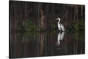 Brazil, The Pantanal. Portrait of a cocoi heron standing in the water among the vines.-Ellen Goff-Stretched Canvas