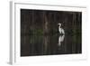 Brazil, The Pantanal. Portrait of a cocoi heron standing in the water among the vines.-Ellen Goff-Framed Photographic Print