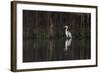 Brazil, The Pantanal. Portrait of a cocoi heron standing in the water among the vines.-Ellen Goff-Framed Photographic Print