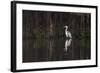 Brazil, The Pantanal. Portrait of a cocoi heron standing in the water among the vines.-Ellen Goff-Framed Photographic Print