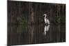 Brazil, The Pantanal. Portrait of a cocoi heron standing in the water among the vines.-Ellen Goff-Mounted Photographic Print