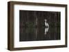 Brazil, The Pantanal. Portrait of a cocoi heron standing in the water among the vines.-Ellen Goff-Framed Photographic Print