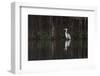 Brazil, The Pantanal. Portrait of a cocoi heron standing in the water among the vines.-Ellen Goff-Framed Photographic Print