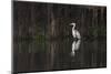 Brazil, The Pantanal. Portrait of a cocoi heron standing in the water among the vines.-Ellen Goff-Mounted Photographic Print