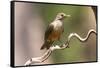 Brazil, The Pantanal. Portrait of a rufous-bellied thrush on a vine.-Ellen Goff-Framed Stretched Canvas