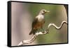 Brazil, The Pantanal. Portrait of a rufous-bellied thrush on a vine.-Ellen Goff-Framed Stretched Canvas