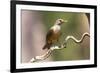 Brazil, The Pantanal. Portrait of a rufous-bellied thrush on a vine.-Ellen Goff-Framed Photographic Print