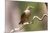 Brazil, The Pantanal. Portrait of a rufous-bellied thrush on a vine.-Ellen Goff-Mounted Photographic Print