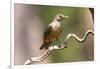 Brazil, The Pantanal. Portrait of a rufous-bellied thrush on a vine.-Ellen Goff-Framed Photographic Print