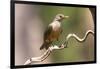 Brazil, The Pantanal. Portrait of a rufous-bellied thrush on a vine.-Ellen Goff-Framed Photographic Print