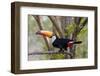 Brazil, The Pantanal. Portrait of a toco toucan sitting on a branch.-Ellen Goff-Framed Photographic Print