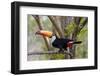 Brazil, The Pantanal. Portrait of a toco toucan sitting on a branch.-Ellen Goff-Framed Photographic Print