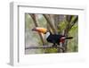 Brazil, The Pantanal. Portrait of a toco toucan sitting on a branch.-Ellen Goff-Framed Photographic Print