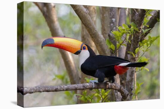 Brazil, The Pantanal. Portrait of a toco toucan sitting on a branch.-Ellen Goff-Stretched Canvas