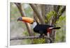 Brazil, The Pantanal. Portrait of a toco toucan sitting on a branch.-Ellen Goff-Framed Photographic Print