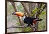 Brazil, The Pantanal. Portrait of a toco toucan sitting on a branch.-Ellen Goff-Framed Photographic Print