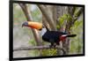 Brazil, The Pantanal. Portrait of a toco toucan sitting on a branch.-Ellen Goff-Framed Photographic Print