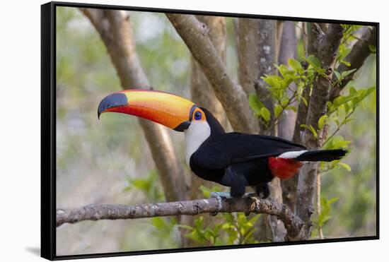 Brazil, The Pantanal. Portrait of a toco toucan sitting on a branch.-Ellen Goff-Framed Stretched Canvas