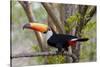 Brazil, The Pantanal. Portrait of a toco toucan sitting on a branch.-Ellen Goff-Stretched Canvas