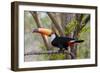 Brazil, The Pantanal. Portrait of a toco toucan sitting on a branch.-Ellen Goff-Framed Photographic Print