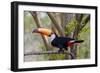 Brazil, The Pantanal. Portrait of a toco toucan sitting on a branch.-Ellen Goff-Framed Photographic Print