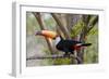 Brazil, The Pantanal. Portrait of a toco toucan sitting on a branch.-Ellen Goff-Framed Photographic Print