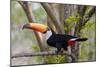 Brazil, The Pantanal. Portrait of a toco toucan sitting on a branch.-Ellen Goff-Mounted Photographic Print