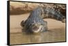 Brazil, The Pantanal. Portrait of an open-mouthed black caiman on the river bank.-Ellen Goff-Framed Stretched Canvas