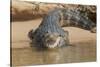 Brazil, The Pantanal. Portrait of an open-mouthed black caiman on the river bank.-Ellen Goff-Stretched Canvas