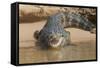 Brazil, The Pantanal. Portrait of an open-mouthed black caiman on the river bank.-Ellen Goff-Framed Stretched Canvas