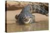Brazil, The Pantanal. Portrait of an open-mouthed black caiman on the river bank.-Ellen Goff-Stretched Canvas