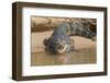 Brazil, The Pantanal. Portrait of an open-mouthed black caiman on the river bank.-Ellen Goff-Framed Photographic Print