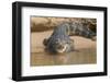 Brazil, The Pantanal. Portrait of an open-mouthed black caiman on the river bank.-Ellen Goff-Framed Photographic Print